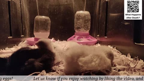 Baby Chick Cam