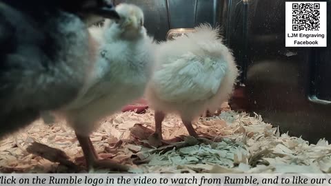 Baby Chick Cam