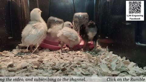 Baby Chick Cam