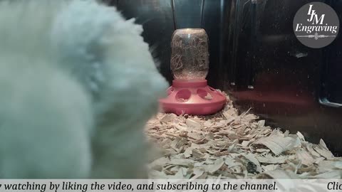 Baby Chick Cam