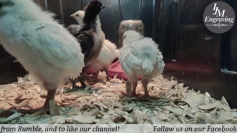 Baby Chick Cam