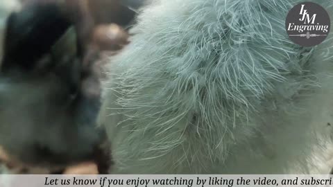 Baby Chick Cam