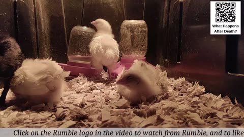 Baby Chick Cam