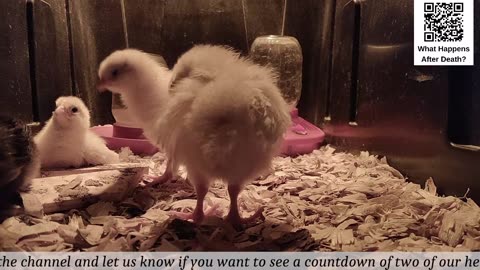 Baby Chick Cam