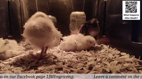 Baby Chick Cam