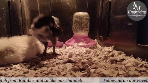 Baby Chick Cam