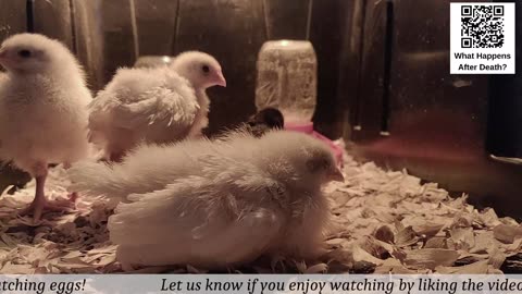 Baby Chick Cam