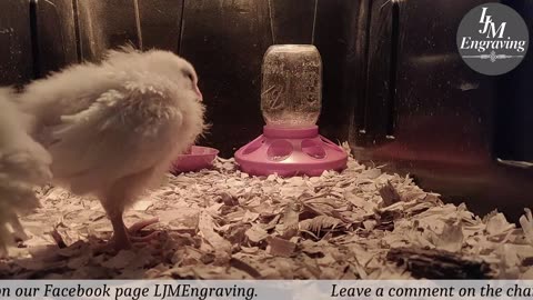 Baby Chick Cam