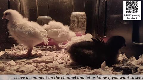 Baby Chick Cam