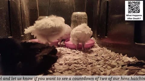 Baby Chick Cam
