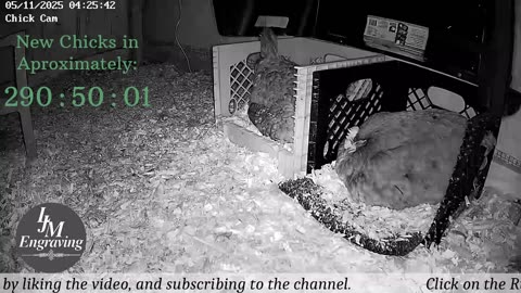 Baby Chick Cam