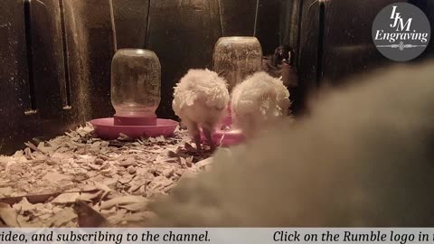 Baby Chick Cam