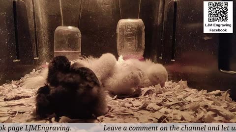 Baby Chick Cam