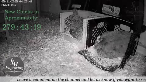 Baby Chick Cam