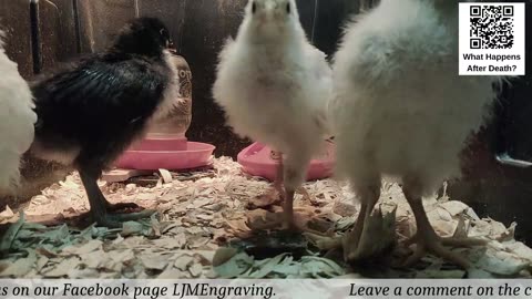 Baby Chick Cam