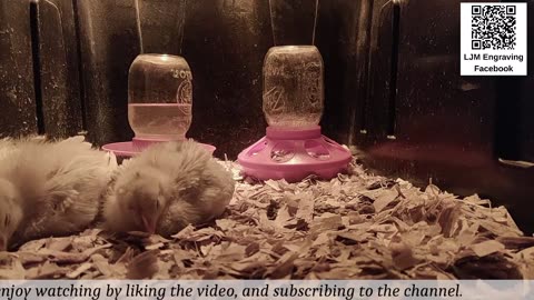Baby Chick Cam