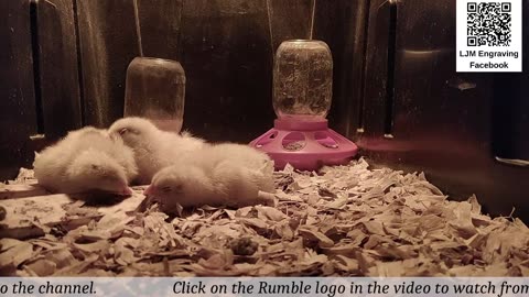 Baby Chick Cam