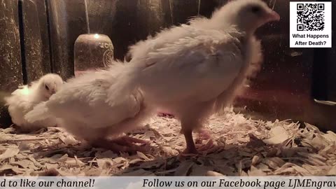 Baby Chick Cam