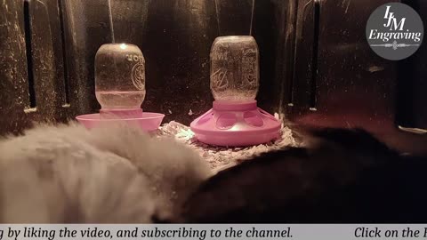 Baby Chick Cam