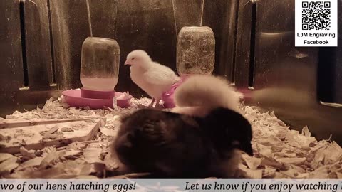 Baby Chick Cam