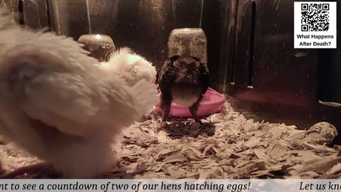 Baby Chick Cam