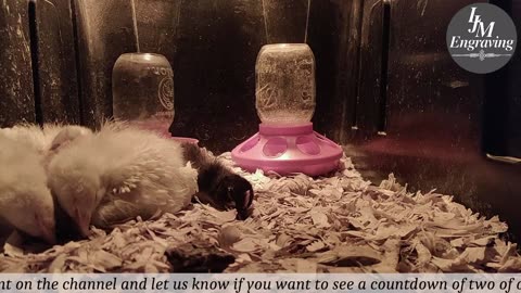Baby Chick Cam