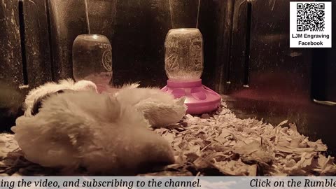 Baby Chick Cam