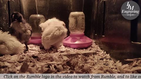 Baby Chick Cam