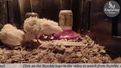 Baby Chick Cam