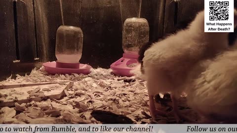 Baby Chick Cam