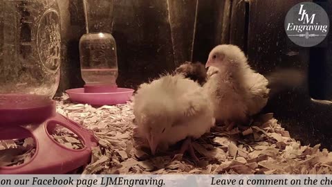 Baby Chick Cam