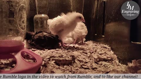 Baby Chick Cam