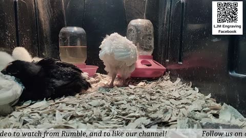 Baby Chick Cam