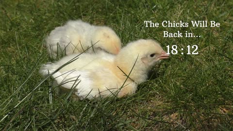 Baby Chick Cam