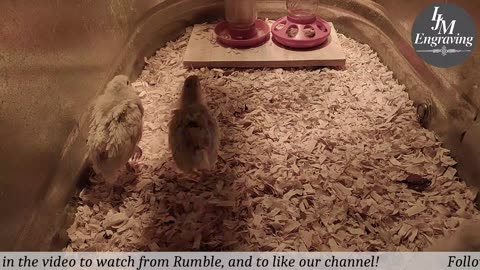 Baby Chick Cam