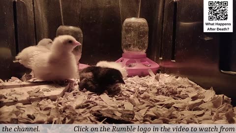 Baby Chick Cam