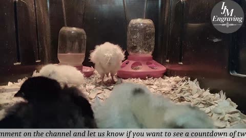 Baby Chick Cam