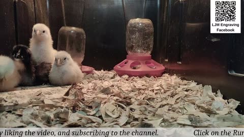 Baby Chick Cam