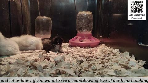 Baby Chick Cam
