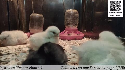 Baby Chick Cam