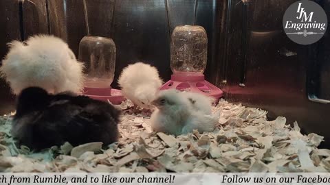Baby Chick Cam