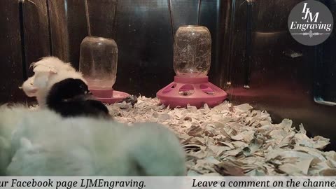 Baby Chick Cam
