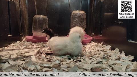 Baby Chick Cam