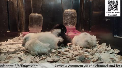 Baby Chick Cam
