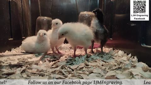 Baby Chick Cam