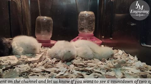 Baby Chick Cam