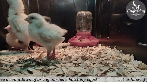 Baby Chick Cam