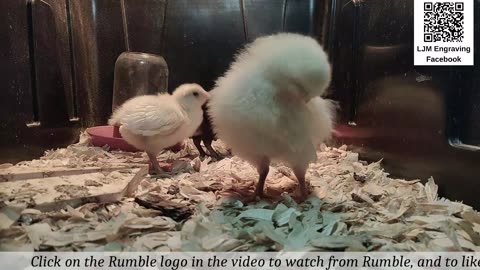 Baby Chick Cam