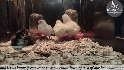 Baby Chick Cam