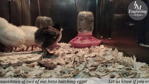 Baby Chick Cam